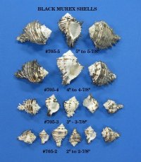 Black Murex Shells for large hermit crabs 4 inches to 4-3/4 inches - 48 pcs @ $1.45 each 
