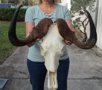 Black Wildebeest Skull, Hand Picked
