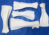 Wholesale African giraffe shoulder blades 21 to 28 inches long $40.00 each; 4 pcs @ $36 each