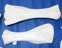 African giraffe shoulder blades(will have chalking and natural imperfections) 21 to 24 inches long $30.00 each; 25 to 28 inches long $34.00 