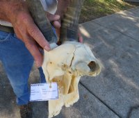 Wholesale #2 grade Blesbok Skulls with Horns (with holes, broken horns and varies other damage) - $55 each; 5 or more @ $50.00 each (We will select ones that look similar to those pictured)
