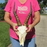 Wholesale #2 grade Blesbok Skulls with Horns (with holes, broken horns and varies other damage) - $55 each; 5 or more @ $50.00 each (We will select ones that look similar to those pictured)