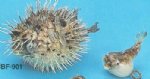 Dried Porcupine, Puffer Blowfish,