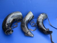 Wholesale Large Polished Viking Buffalo blowing horn with leather strap - 18 to 20 inches -  $20.00 each; 8 pcs @ $18.00 each