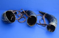 Wholesale Medium Polished Viking Buffalo blowing horn with leather strap - 14 to 16 inches - 2 pcs @ $15.00 each; 10 pcs @ $13.50
