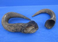 Wholesale single African blue wildebeest horns with or without bone core 15 inches to 18 inches long - 2 pcs @ $10.00 each