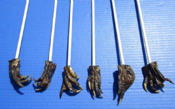 Alligator Foot Back Scratchers  20" - 22" (5 pc, 25 pc)