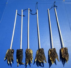 Wholesale Alligator Foot Backscratchers with 3 to 4 inches gator foot - 5 pcs @ $3.50 each