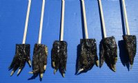 Wholesale Alligator Foot Backscratchers with 3 to 4 inches gator foot - 5 pcs @ $3.50 each; 25 pcs @ $3.15 each