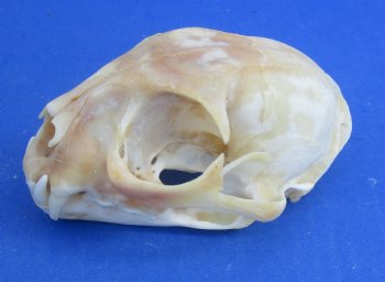  B-Grade North American Bobcat Skulls - $39 each