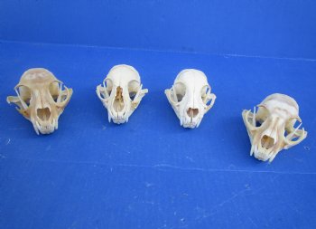  B-Grade North American Bobcat Skulls - $39 each
