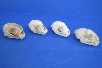  B-Grade North American Bobcat Skulls - $39 each