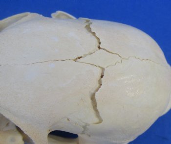  B-Grade North American Bobcat Skulls - $39 each