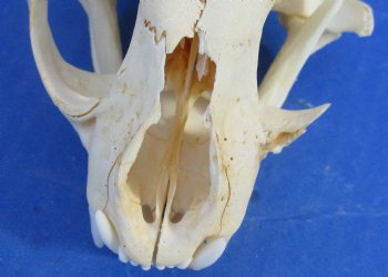  B-Grade North American Bobcat Skulls - $39 each