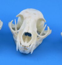 Wholesale North American Bobcat Skulls - You will receive skulls that look similar to those pictured for $45 each; 6 or more @ $40 each  