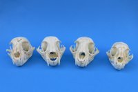 North American Bobcat Skulls - $55 each; 6 or more @ $49.00 each
