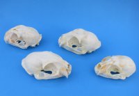North American Bobcat Skulls - $55 each; 6 or more @ $49.00 each