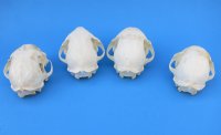 Wholesale North American Bobcat Skulls - You will receive skulls that look similar to those pictured for $45 each; 6 or more @ $40 each  