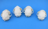 North American Bobcat Skulls - $55 each; 6 or more @ $49.00 each