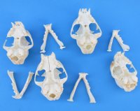 North American Bobcat Skulls - $55 each; 6 or more @ $49.00 each