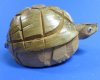 8" Wholesale Bobble Head Carved Coconut Turtle - Box of 6 @ $2.75 each