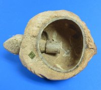 Wholesale Bobble Head Carved Coconut Turtle - 18 pcs @ $3.15 each