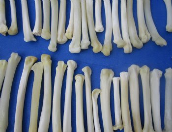 Wholesale bobcat foot bones (Paw), 1/2 inches to 3 inches (cleaned and off white in color) - 25 pcs @ $1.00 each; 100 pcs @ $.90 each