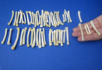 Wholesale bobcat foot bones (Paw), 1/2 inches to 3 inches (cleaned and off white in color) - 25 pcs @ $1.00 each; 100 pcs @ $.90 each
