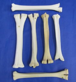 14"-16" Wholesale Camel Lower Leg Bones for Carving and Crafts, with natural imperfections  - $17.00 each; 8 pc or more @ $15.00 each  (We will select bones that look similar to those shown in the photos)  