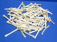 Wholesale coyote foot bones, cleaned and whitened 1-1/4 inches to 2 inches - Packed: 100 pcs @ $.45 each