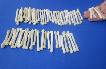 Wholesale coyote foot bones (Paw), 1-1/4 inches to 2 inches - 25 pcs @ $1.00 each; 100 pcs @ $.90 each