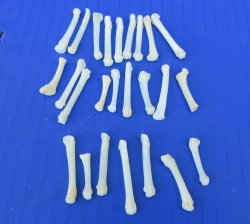 Raccoon Paw Bone - ...
