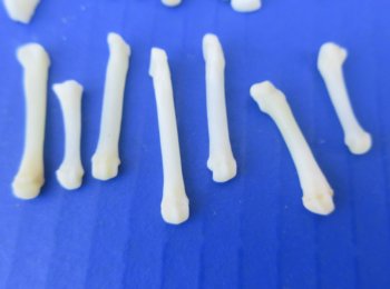 Raccoon Paw Bone - Real Ethically Sourced Animal Oddity - 25 pcs @ $.50 each; 100 pcs @ $.45 each