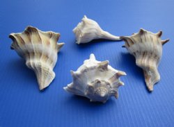 Left-handed Lighting Whelk Shells, 5 inches (6 pcs, 24 pcs)