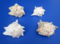 Left-handed Lighting Whelk Shells, 5 inches (6 pcs, 24 pcs)