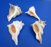 Left-handed Lighting Whelk Shells, 5 inches (6 pcs, 24 pcs)