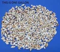 wholesale brown chulla strombus conch shells in bulk bags 1"-2-1/2" - Minimum: 1 Gallon @ $4.50 a gallon; 10 gallons or More @ $4.00 a gallon