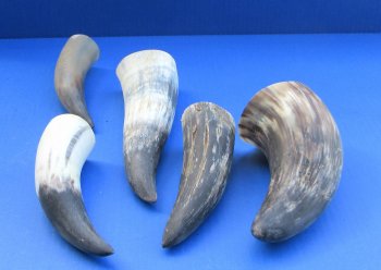 Wholesale Buffed and Sanded Water Buffalo Horns (6-8") - 6 pcs @ $2.25 each; 40 pcs @ $2.00 each 