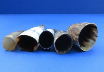 Wholesale Buffed and Sanded Water Buffalo Horns (6-8") - 6 pcs @ $2.25 each; 40 pcs @ $2.00 each 