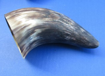 Wholesale Buffed and Sanded Water Buffalo Horns (6-8") - 6 pcs @ $2.25 each; 40 pcs @ $2.00 each 