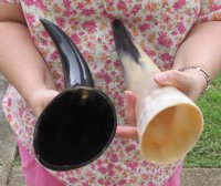 Wholesale Polished Cattle/Cow horns 12 inches to 15 inches - 2 pcs @ $8.00 each 
