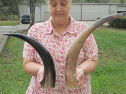 Wholesale Polished Cattle/Cow Horns 16 inches to 20 inches - 10 pcs @ $10.00 each  