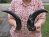 8 to 12 inches Wholesale Polished Water Buffalo Horns from India, Bubalus Bubalis - Packed: 2 pcs @ $5.00 each