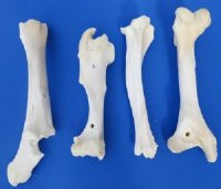 Wholesale buffalo leg bones (Bubalus bubalis) 11 inch to 15 inch - $15.00 each; Packed: 6 pcs @ $13.00 each (We will select bones that look similar to those shown in the photos)  