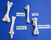 4 piece lot of Wholesale buffalo leg bones (Bubalus bubalis) 11 inch to 15 inch - $60/set; Packed: 3 sets @ $52/set (You will receive one of each Tibia, Femur, Radius and Humerus)