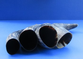 Wholesale Buffed and Sanded Water Buffalo Horns (16-20") - 2 pcs @ $10.75 each; 12 pcs @ $9.65 each 