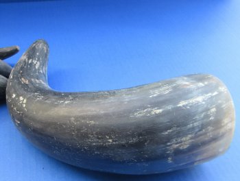 Wholesale Sanded and Buffed Water Buffalo Horns (9-12") - 2 pcs @ $5.25 each; 20 pcs @ $4.70 each 