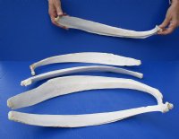 Wholesale 18 to 24 inch Water Buffalo (Bubalus bubalis) rib bones, commercial grade with natural imperfections - Packed: 2 pcs $8.00 each