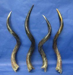 Half-Polished Kudu horns 30 to 34 inch - (5 pc)
