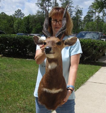 Taxidermy Bushbuck Shoulder Mount - $300.00 - Pick Up Only